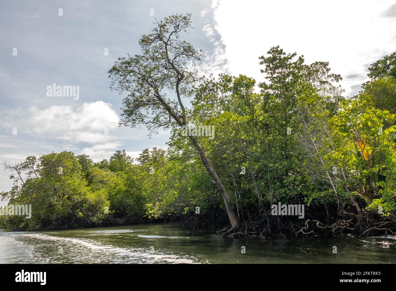Crucero por la orilla del río Sibu Laut-Telaga Air, Matang, Sarawak, Malasia Foto de stock