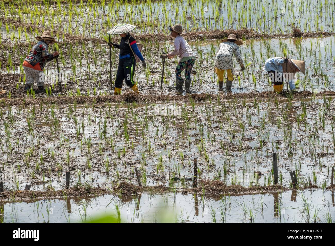 Arrozales en Tebedu, Serian, Sarawak, Malasia Oriental Foto de stock
