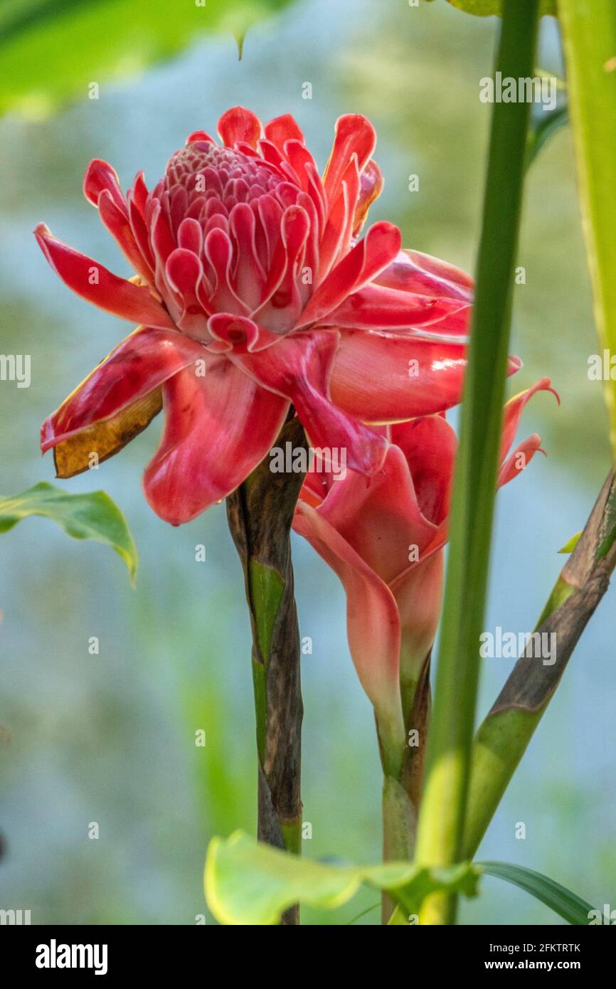 Antorcha roja jengibre (Etlingera elatior) flor, Abba Paradise, Taiton, Bau, Sarawak, Malasia Oriental Foto de stock