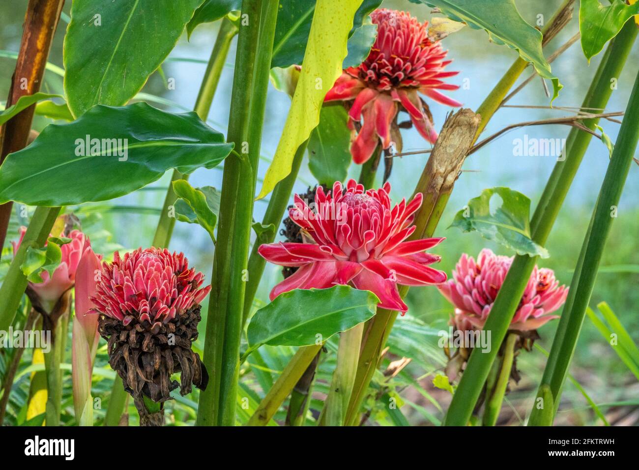 Antorcha roja jengibre (Etlingera elatior) flor, Abba Paradise, Taiton, Bau, Sarawak, Malasia Oriental Foto de stock