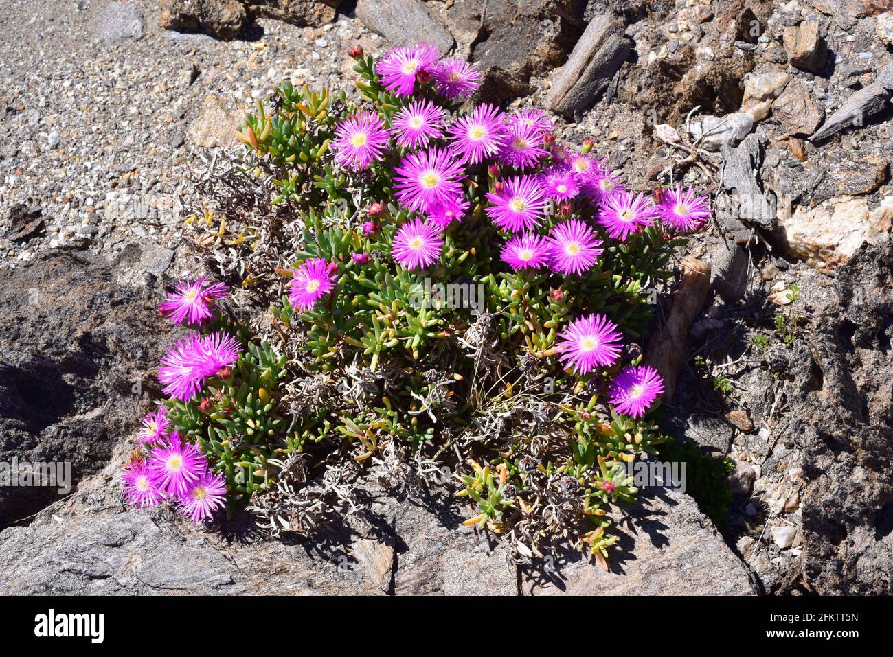 Alfombra rosa o icebergía (Delosperma cooperi o Mesembrianthemum cooperi) Es una planta suculenta y progresiva nativa de Sudáfrica y. Foto de stock
