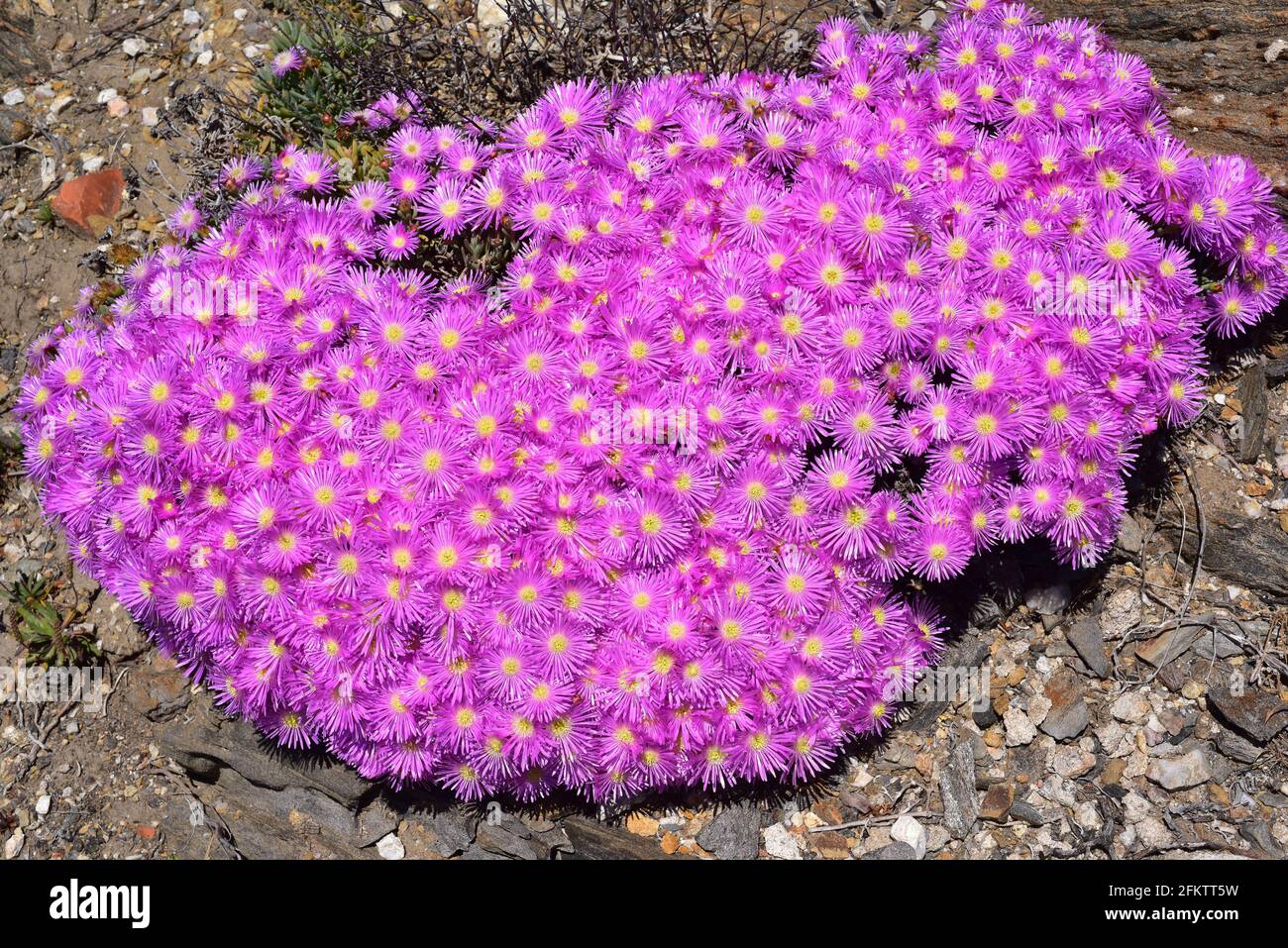 Alfombra mágica o reductor redondo (Drosanthemum floribundum) Es una planta suculenta y progresiva nativa de Sudáfrica y. Naturalizado en el Mediterráneo Foto de stock