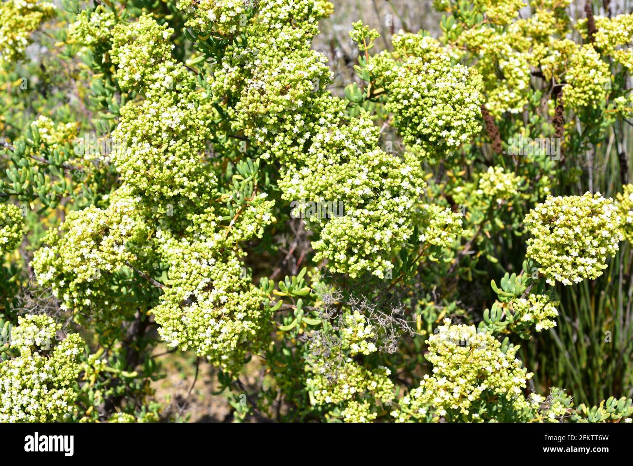 El mesemb de árbol (Stoeberia arborea) es un arbusto suculento ascendente nativo de Sudáfrica. Foto de stock