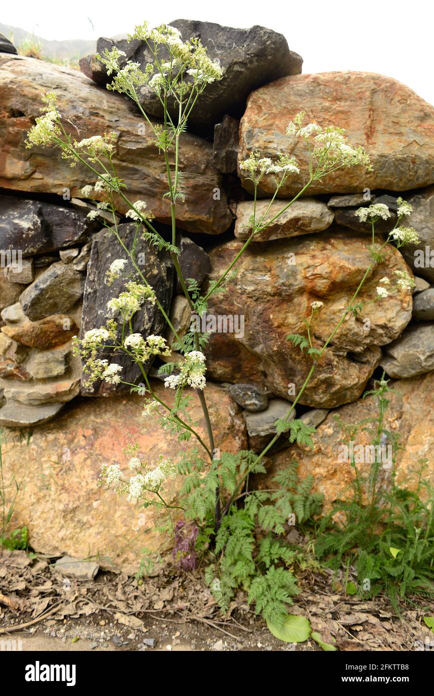El cerco venenoso (Conium maculatum) es una planta bienal venenosa nativa de Europa y el norte de África. Esta foto fue tomada en los Pirineos de Lleida, Foto de stock