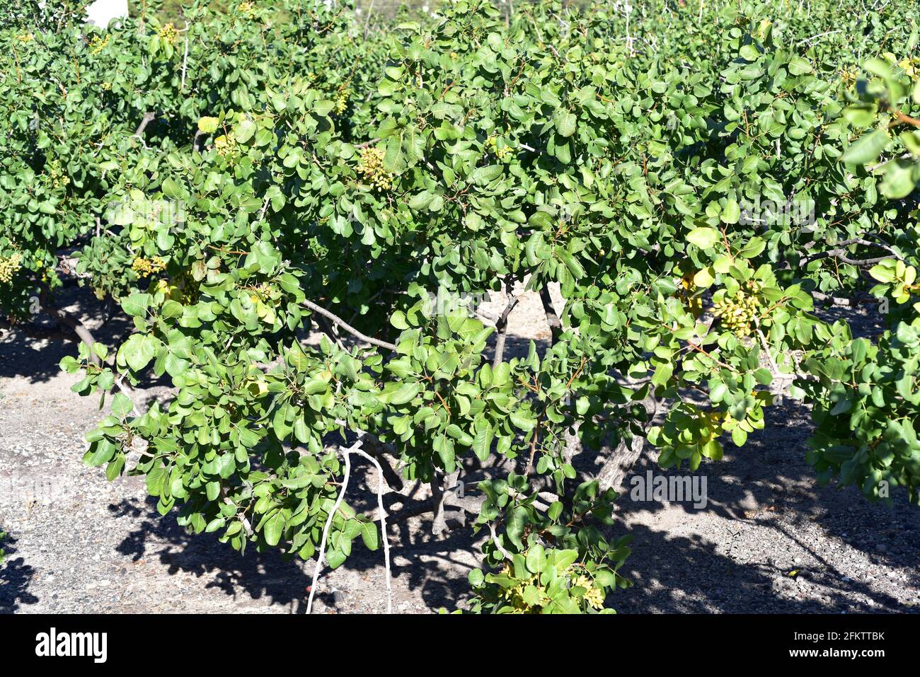 Pistacho (Pistacia vera) es un árbol caducifolio nativo de Asia central y ampliamente cultivado por sus semillas comestibles. Esta foto fue tomada en Santorini Foto de stock