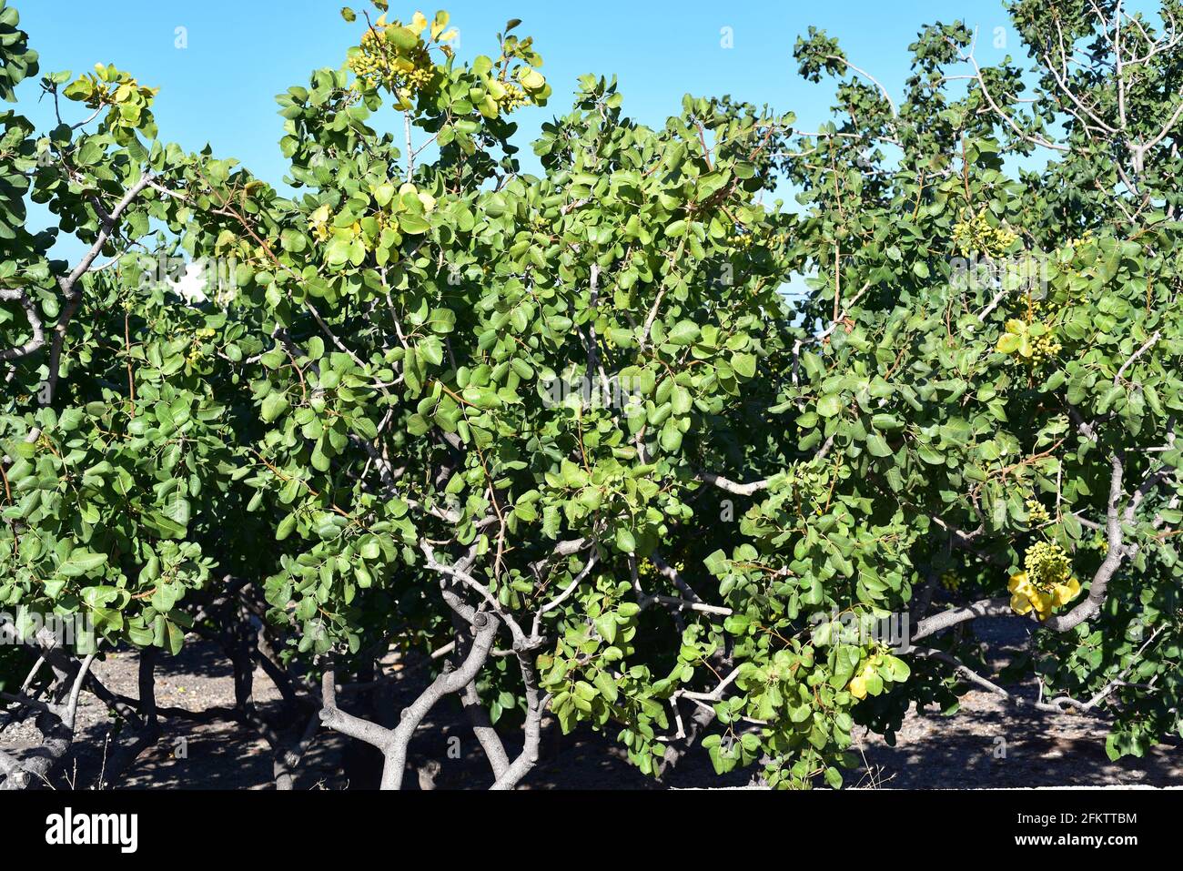 Pistacho (Pistacia vera) es un árbol caducifolio nativo de Asia central y ampliamente cultivado por sus semillas comestibles. Esta foto fue tomada en Santorini Foto de stock