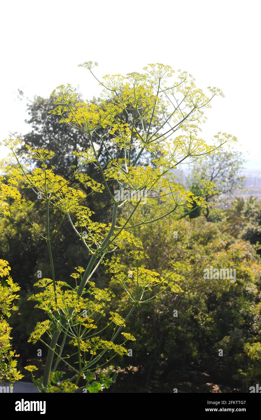 Hercules all-heal (Opopanax chironium) es una hierba medicinal perenne nativa de la región mediterránea oriental. Foto de stock