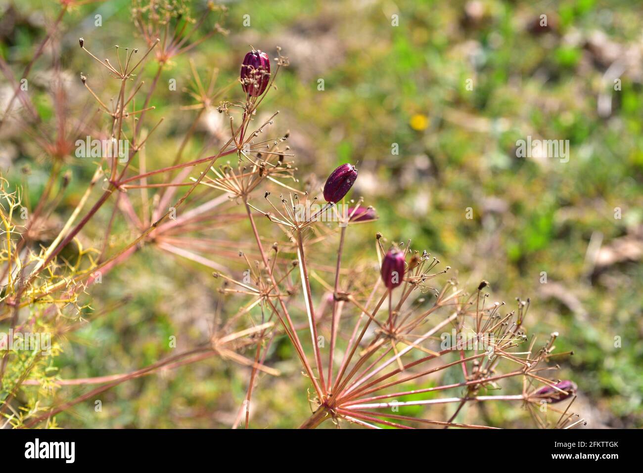 Prangos ferulacea es una hierba perenne medicinal nativa de la región del Mediterráneo oriental y del suroeste de Asia. Detalle de frutas. Foto de stock