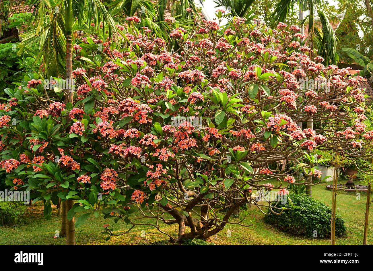 Frangipani (Plumeria rubra) es un arbusto ornamental de hoja caduca o árbol  pequeño nativo de Centroamérica, México, Colombia y Venezuela, pero  ampliamente Fotografía de stock - Alamy
