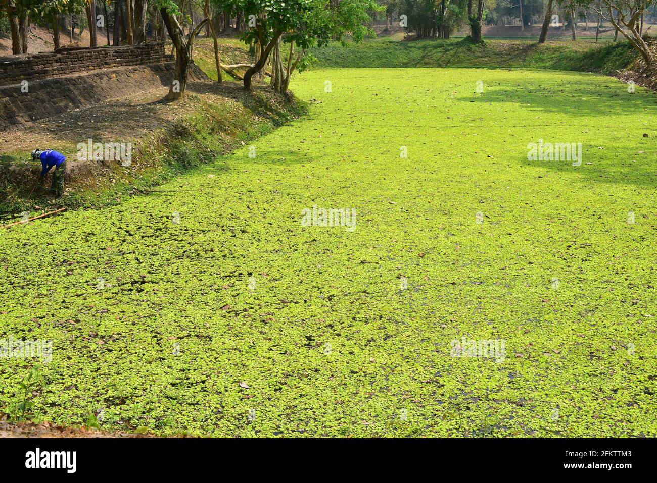 La col de agua o lechuga de agua (Pistia stratiotes) es una planta acuática invasora presente en todas las regiones tropicales. Esta foto fue tomada en Tailandia. Foto de stock