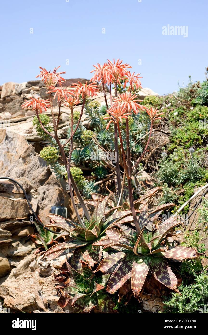 El aloe del jabón (Aloe maculata o Aloe saponaria) es una planta perenne  suculenta nativa del sur de África pero naturalizada en otras regiones  templadas. Esto Fotografía de stock - Alamy