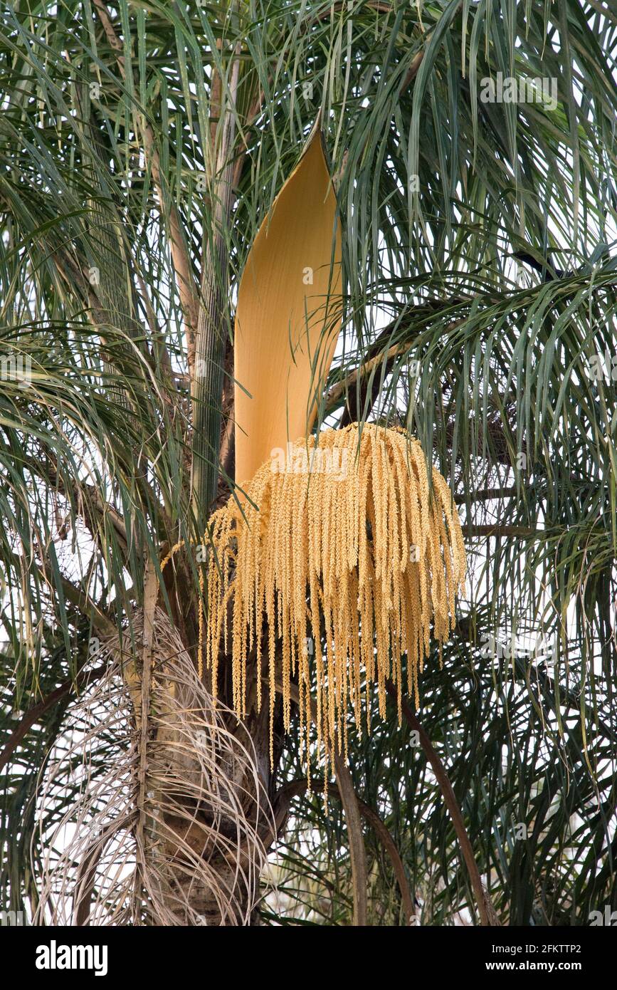 La palma de la reina (Syagrus romanzoffiana) es una palma nativa de