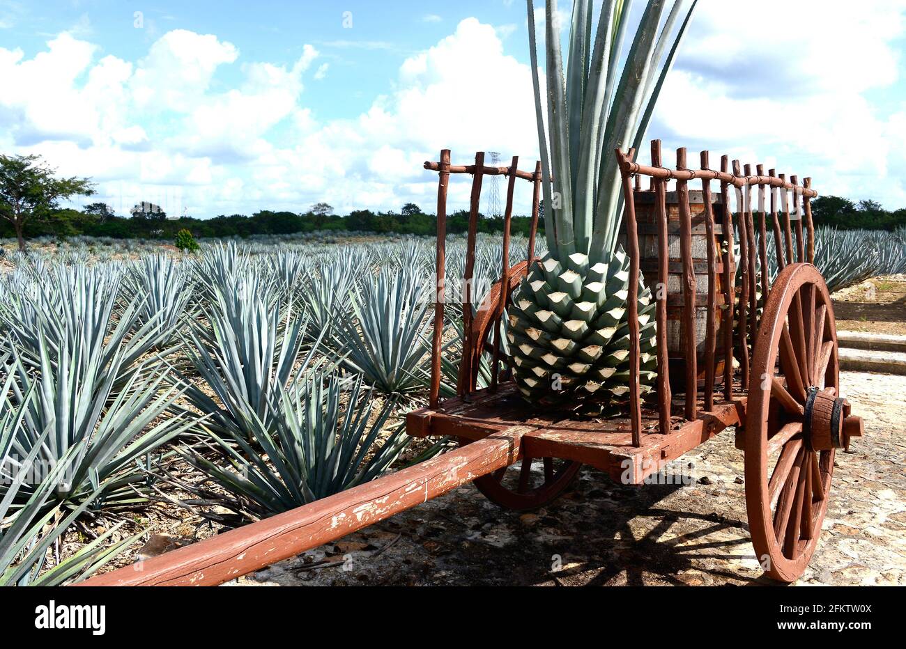 Planta de tequila fotografías e imágenes de alta resolución - Alamy