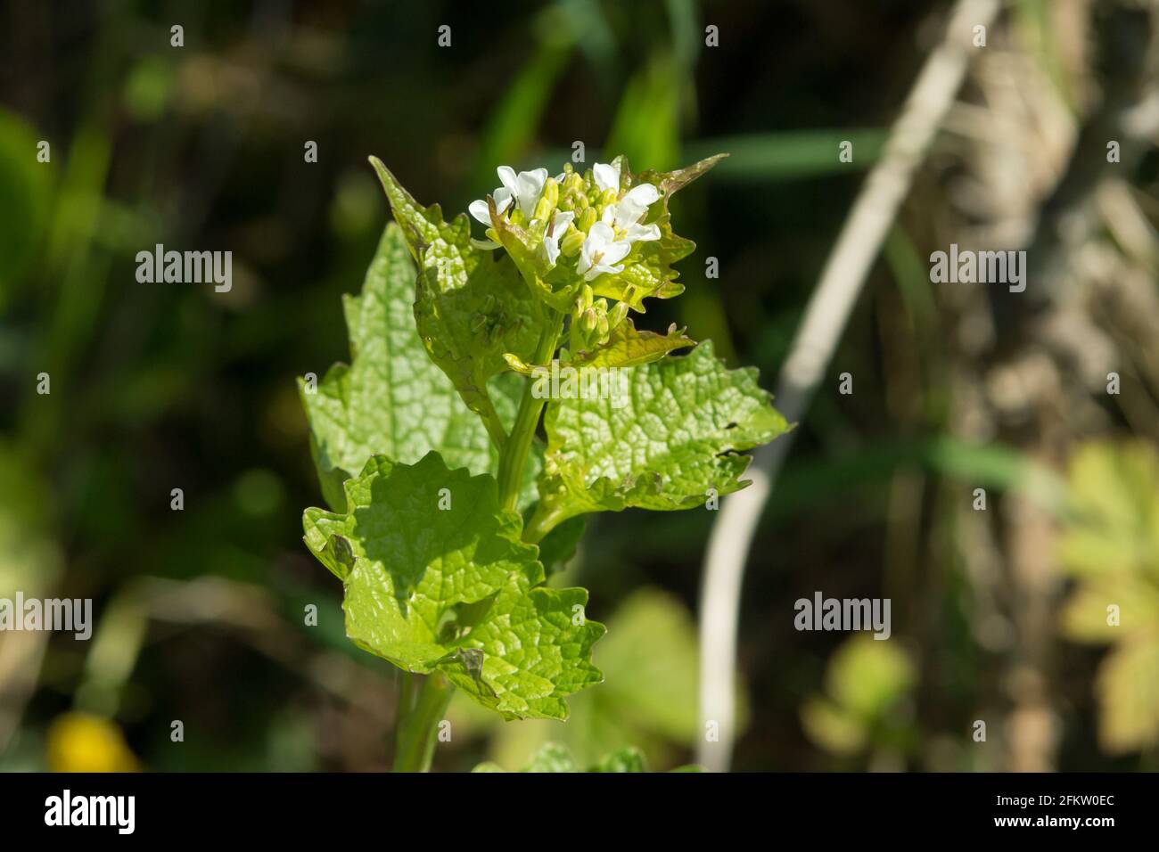 Alliaria petiolata o Jack-by-the-Hedge flor silvestre de primavera bienal que huele de ajo y puede ser utilizado como un alimento salvaje Foto de stock