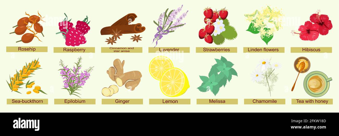 Conjunto botánico de hierbas, bayas y flores para preparar té de hierbas. Ingredientes naturales de verano y otoño con sus nombres de infusiones y decocción Imagen Vector de stock - Alamy Conjunto botánico de hierbas, bayas y flores para preparar té de hierbas. Ingredientes naturales de verano y otoño con sus nombres de infusiones y decocción Imagen Vector de stock - Alamy