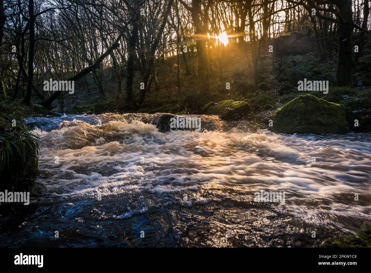 A última hora de la tarde luz del sol mientras el río Fowey fluye a lo largo de Golitha Falls en el bosque histórico y antiguo Draynes Wood en Cornualles. Foto de stock