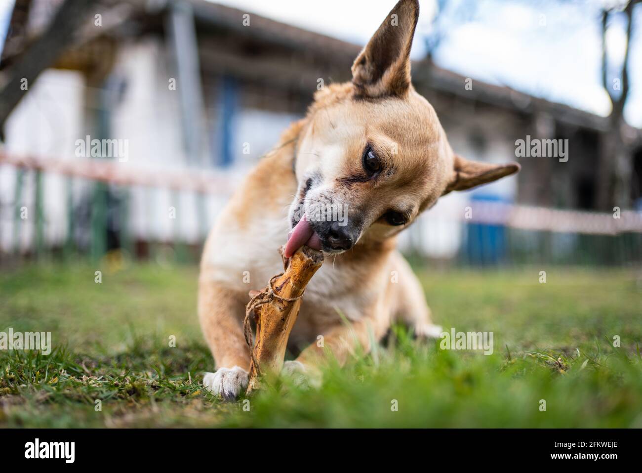 perro marrón pequeño masticando hueso grande Fotografía de - Alamy