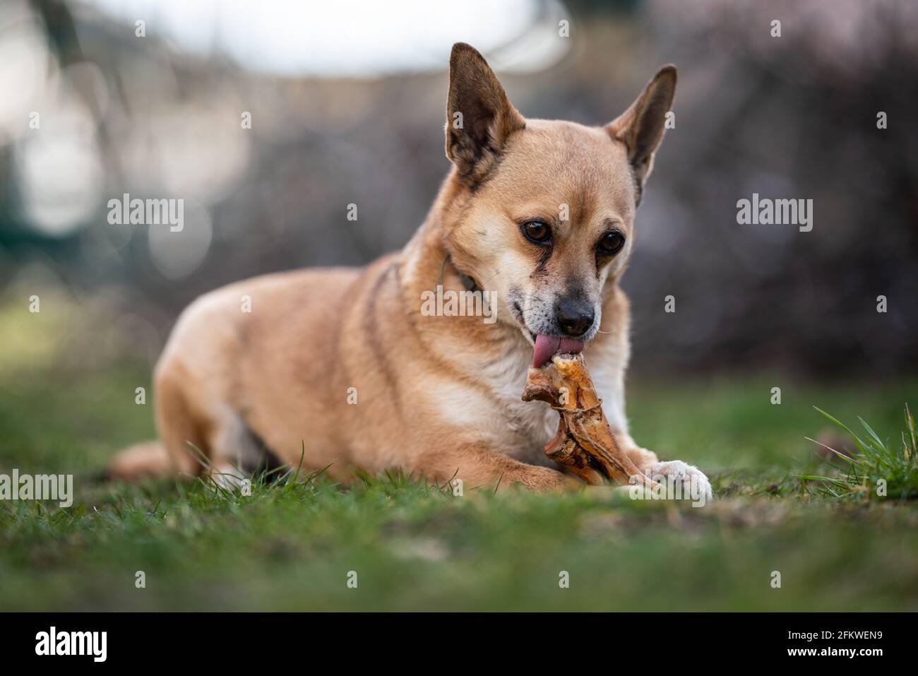 perro marrón pequeño masticando un hueso grande Fotografía de stock - Alamy