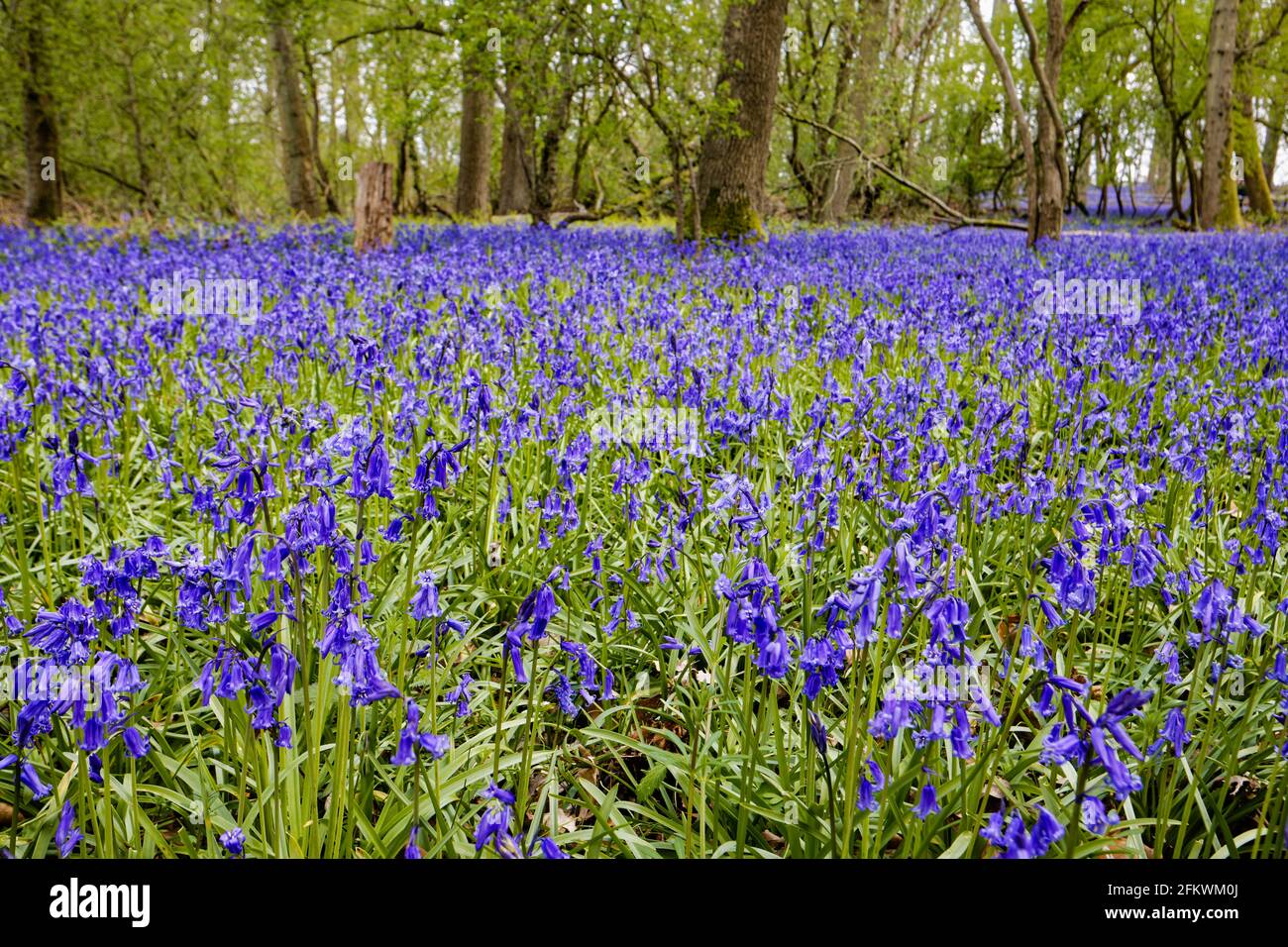 Bluebells ingleses azules (Hyacinthoides non-scripta) floreciendo en los bosques en primavera en Surrey, sudeste de Inglaterra Foto de stock