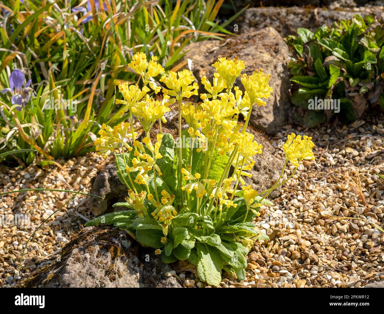 Cowslip, Primula veris, floreciendo en un jardín de rocas Foto de stock