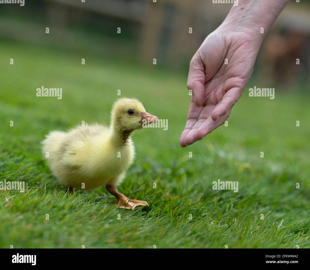 gosling impreso en el propietario Foto de stock