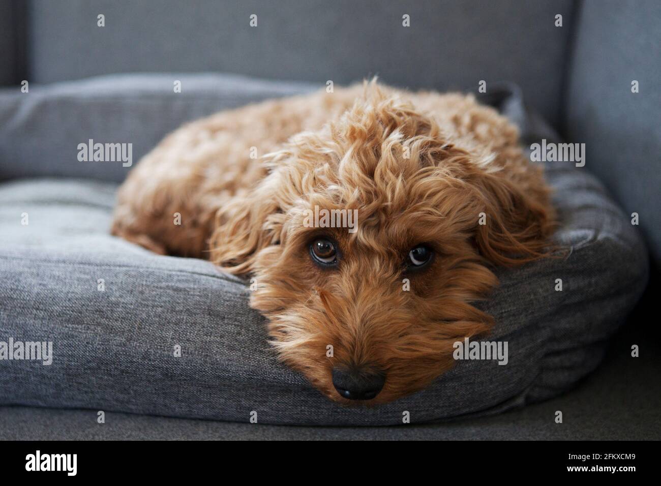 Un cachorro de cachorro / cachorro rojo-marrón se acurruca en su la cama hace contacto visual Foto de stock