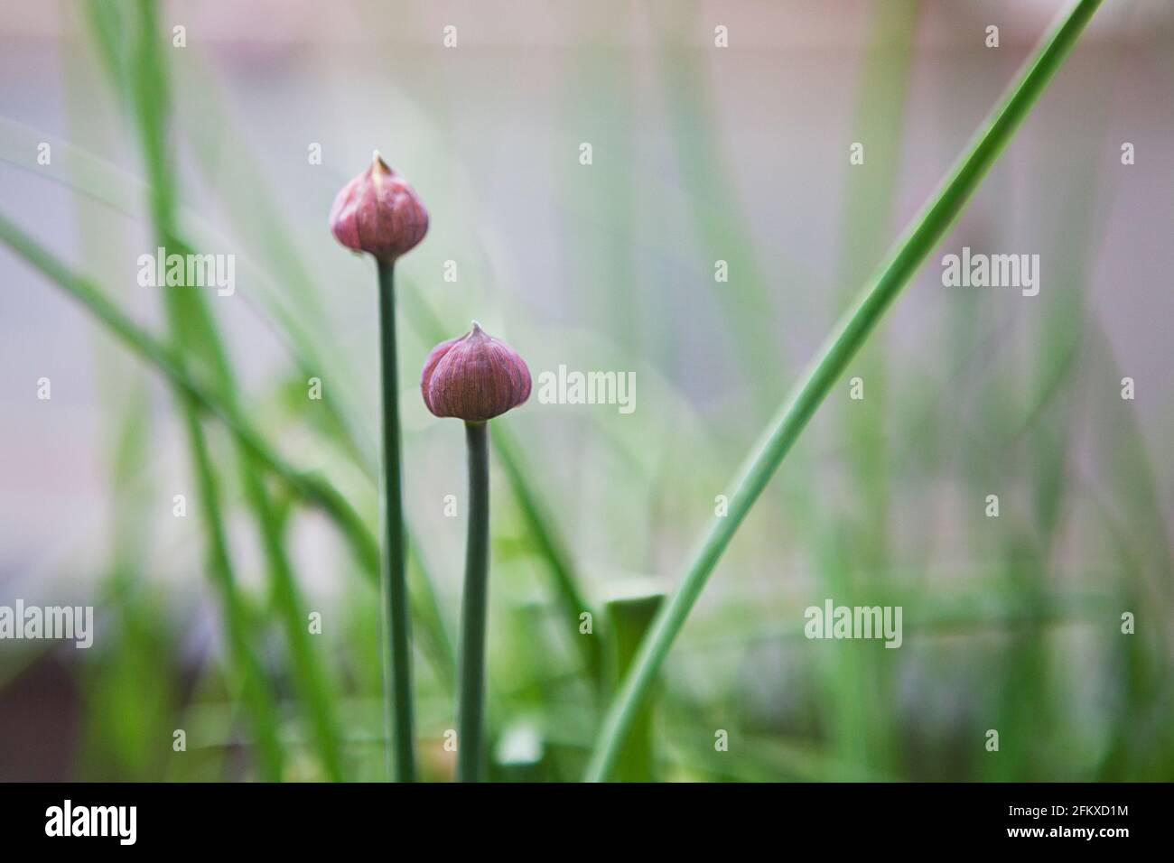 Cebolletas (hierba culinaria Allium schoenoprasum) plantadas en el jardín con dos capullos de flores púrpura. Mayo, primavera, Reino Unido Foto de stock