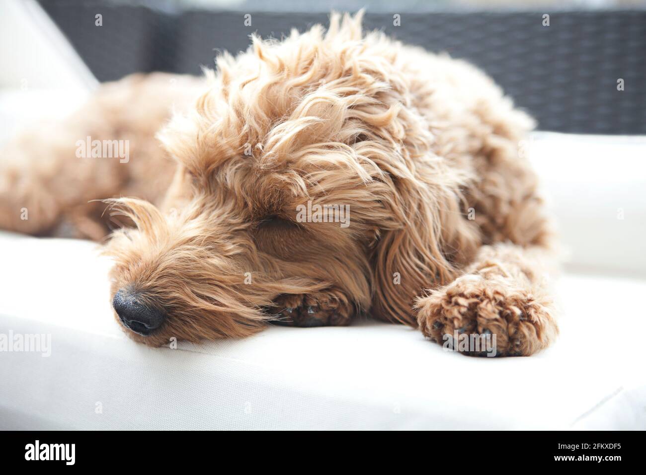 Un perro de cacaopo / cacaopo rojo-marrón (Canis lupus familiaris) miente durmiendo en un cojín al aire libre, cabeza en pata Foto de stock
