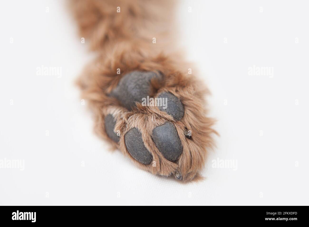 La pata trasera de un cacapoo rojo-marrón (cockapoo / cocker spaniel + poodle cruz), paw pads mirando hacia arriba Foto de stock