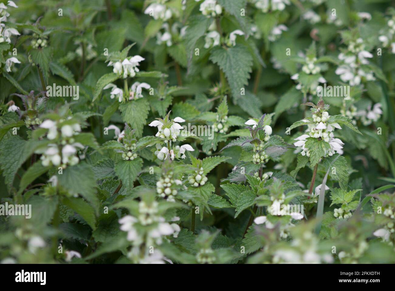 White dead-ortiga (álbum de Lamium) con flores blancas en verticillasters, una planta comestible que crece salvaje en Inglaterra, Reino Unido. Finales de primavera / mayo Foto de stock