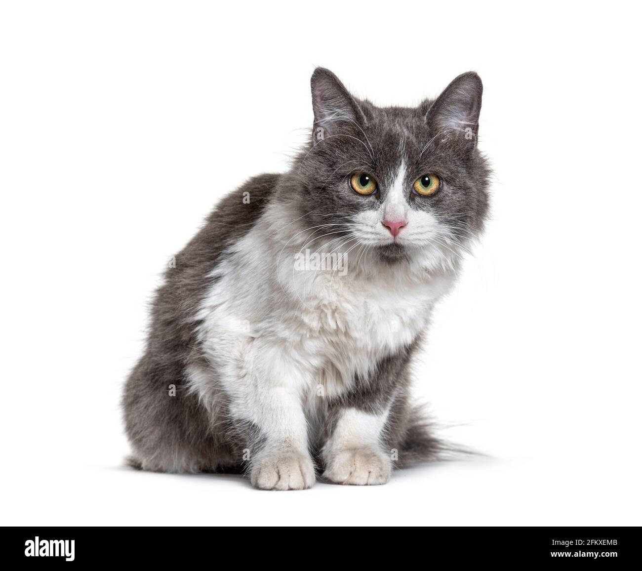 Gatito de raza cruzada gato blanco y gris que lotea en la cámara Fotografía  de stock - Alamy