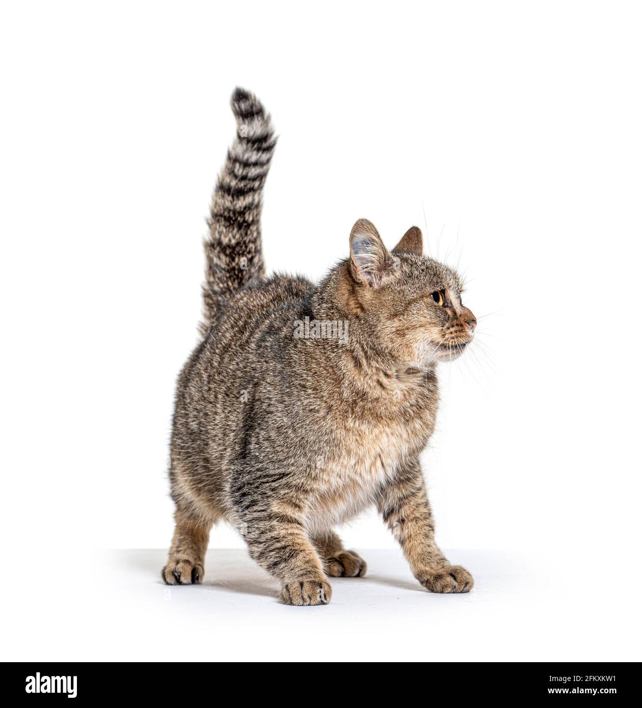 Viejo gato de raza cruzada mirando hacia fuera Foto de stock