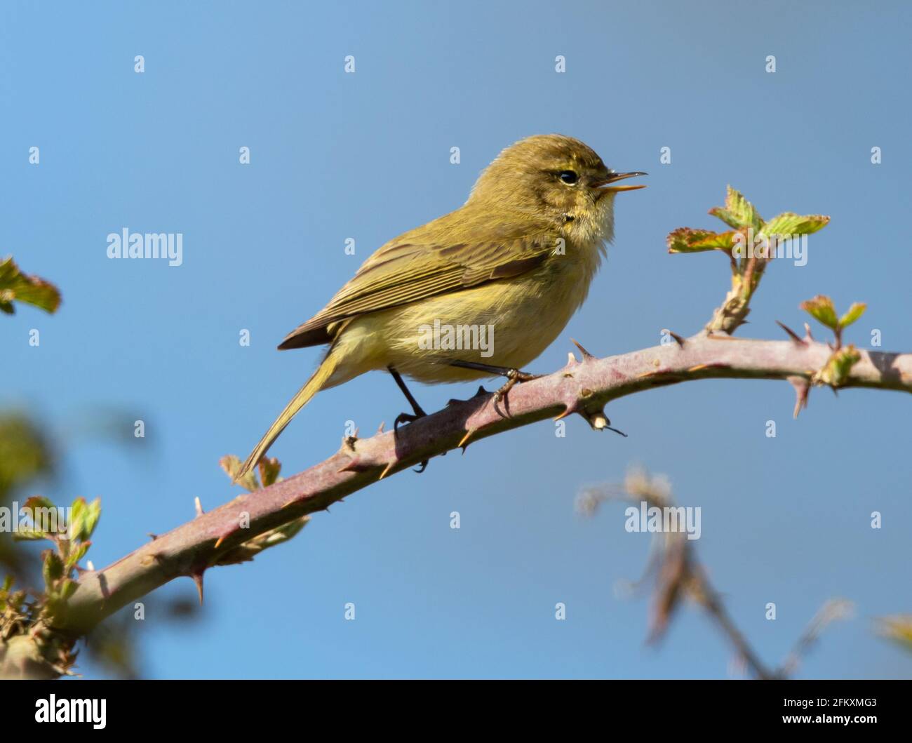 Chiffchaff cantando en una rama de la zarza a principios de primavera Foto de stock