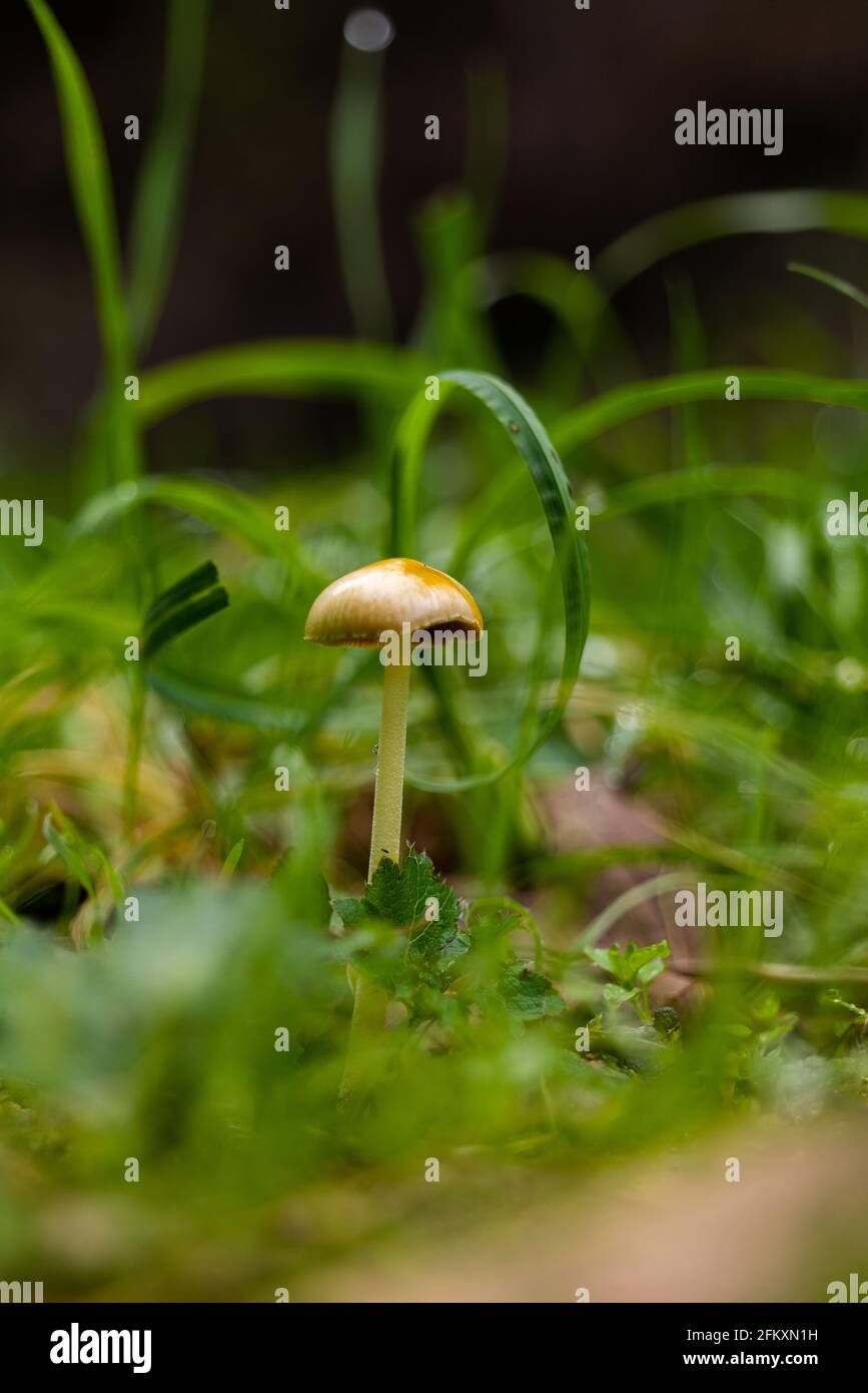 Una sola seta dorada que crece entre los pastos verdes en el suelo del bosque Foto de stock