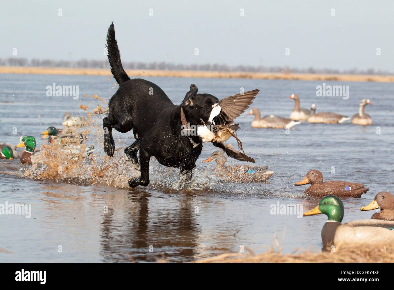 Black Labrador recupera un wirgeon americano, Anas americana, club privado de caza de patos, Mississippi Flyway, Poinsett County, Arkansas Foto de stock