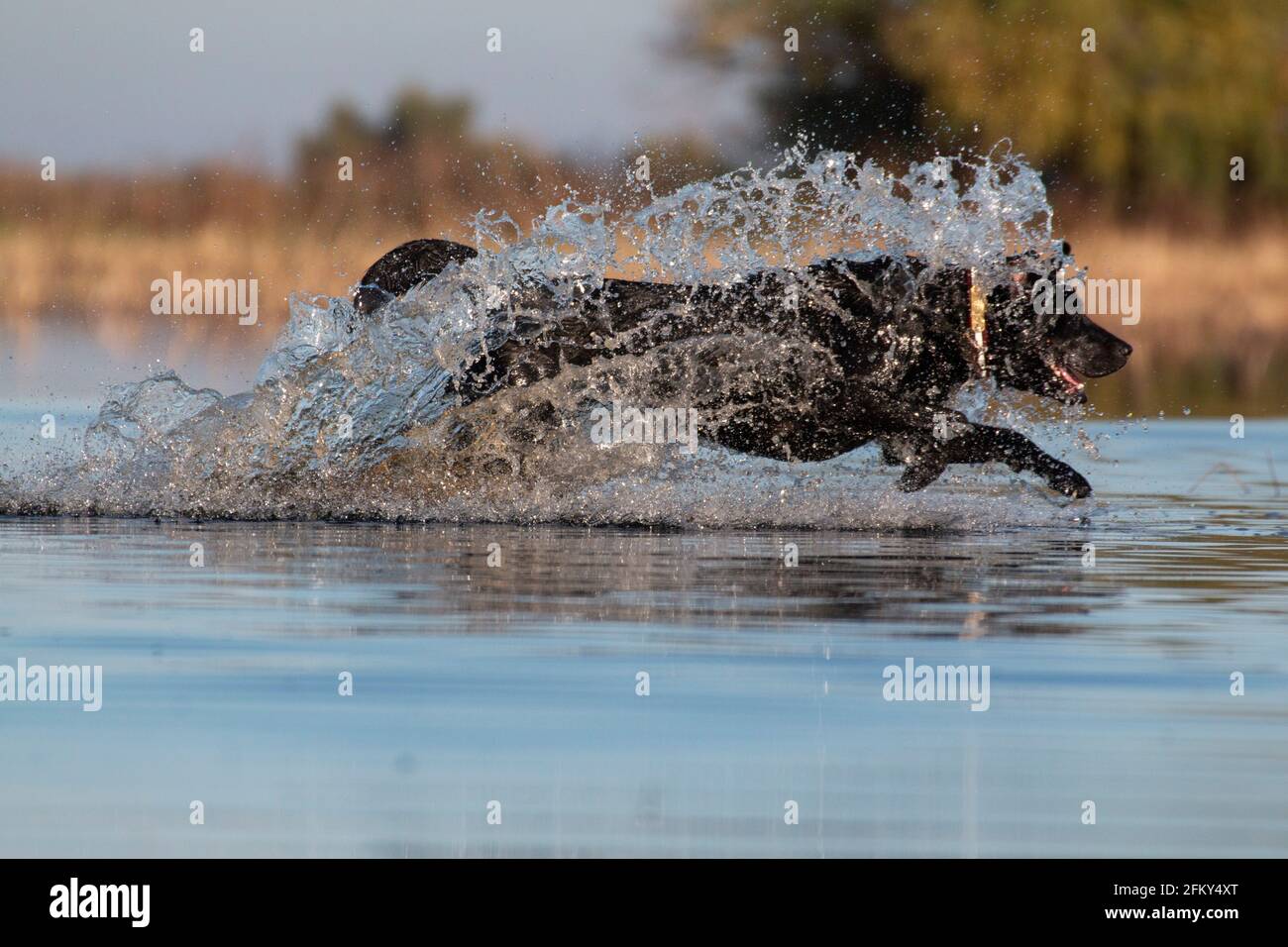 Black Labrador Retriever corriendo para recuperar un pato, club privado de caza de pato, San Joaquín Valley, Condado de Merced, California, Foto de stock