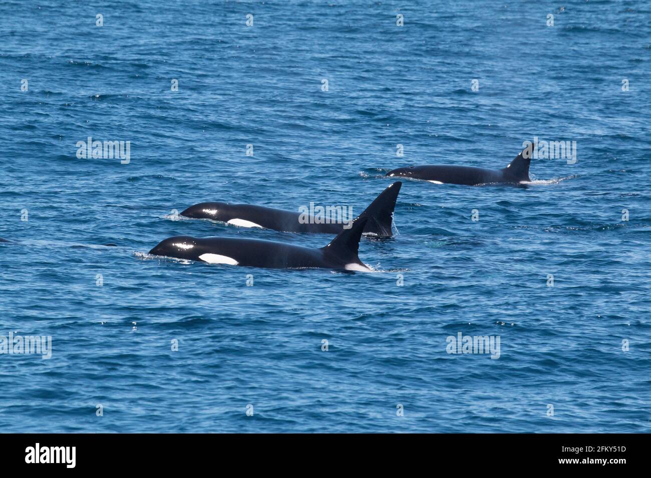 Ballena asesina, Orcinus orca, Monterey Bay, California, depredador, mamífero marino, migratorio, formación de paquetes Foto de stock