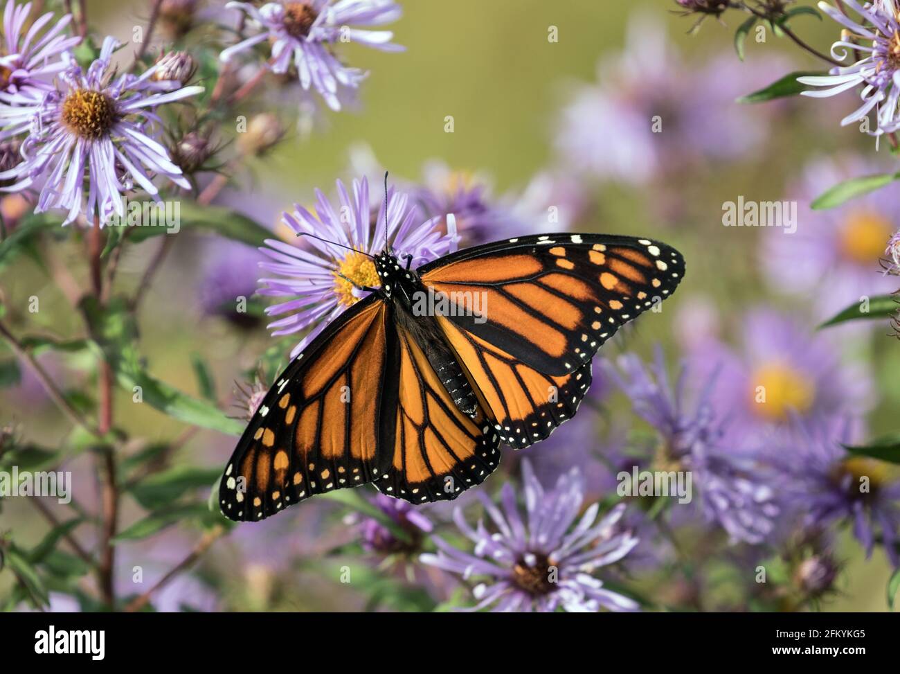 Primer plano de la mariposa monarca con alas abiertas alimentándose del néctar de New England Asters en otoño, Canadá. El nombre científico es Danaus plexippus. Foto de stock