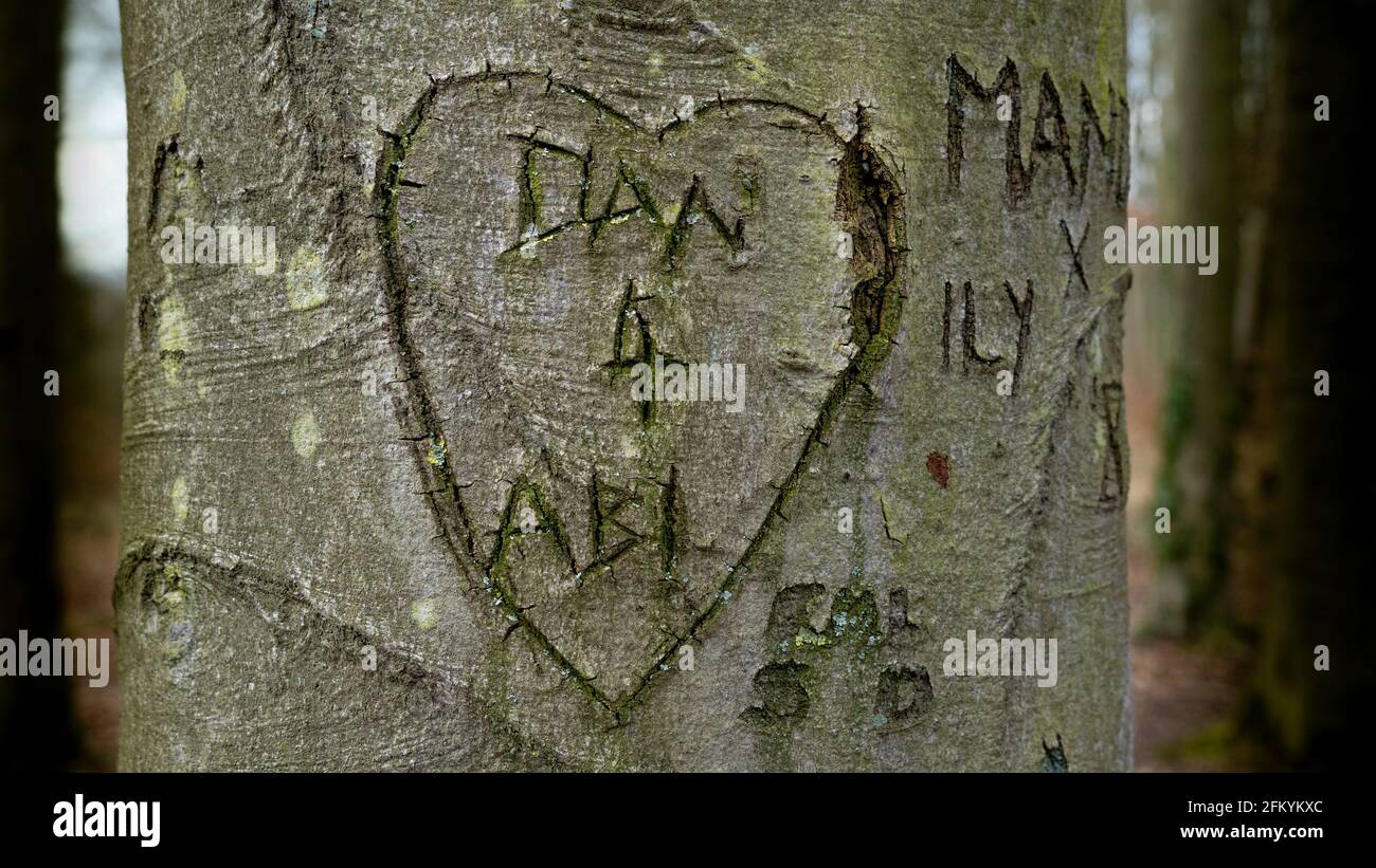 árboles de tronco blanco nombres fotografías e imágenes de alta
