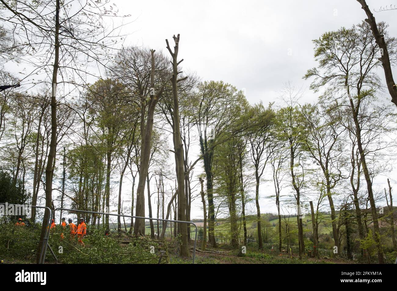Wendover, Reino Unido. 4 de mayo de 2021. Los cirujanos de árboles que trabajan en nombre de HS2 Ltd despejar bosques antiguos en Jones Hill Wood en la AONB Chilterns para el enlace ferroviario de alta velocidad HS2. La tala del bosque, que contiene lugares de descanso y/o sitios de cría de pipilistrelle, barbastelle, noctule, murciélagos marrones de gran altura y de natterer, y se dice que ha inspirado al fantástico Sr. Fox de Roald Dahl, volvió a comprometerse después de que un juez del Tribunal Supremo rechazó una solicitud de revisión judicial y levantó una orden judicial. Crédito: Mark Kerrison/Alamy Live News Foto de stock