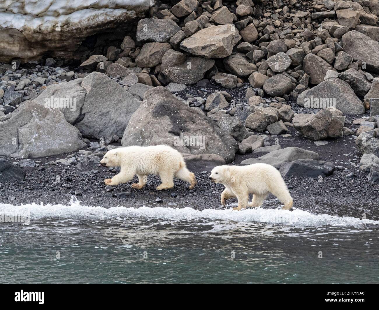 Osos polares cachorros del año, Ursus maritimus, forrajear para comer con mamá cerca, Cabo Brewster, Groenlandia. Foto de stock