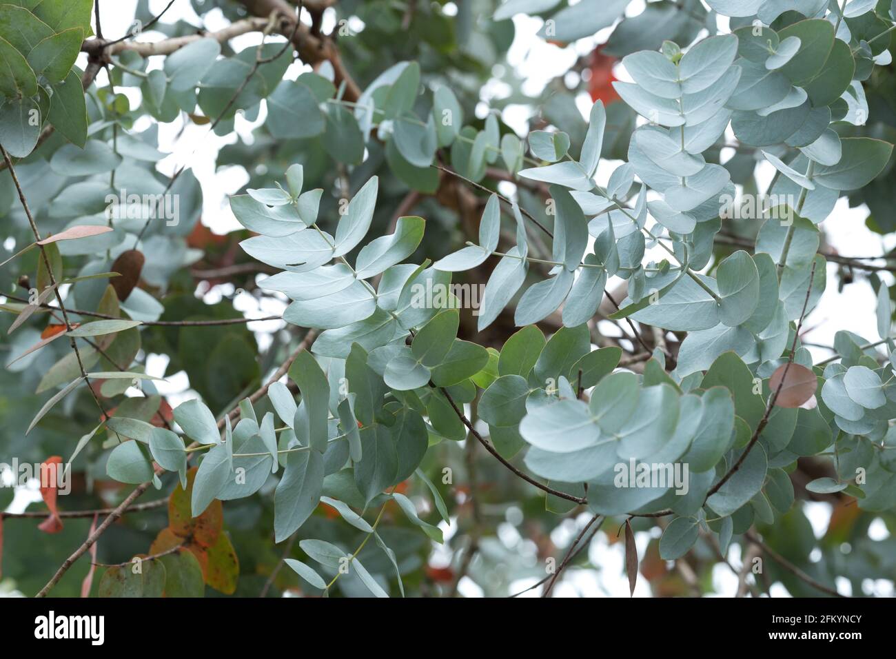 Hojas de eucalipto de plata de árbol Eucalyptus cinerea Fotografía de stock Alamy