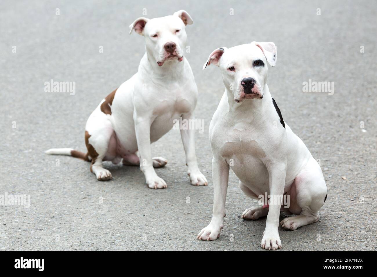 Two Pitbull American Stanford - Perros para adultos Fotografía de stock -  Alamy