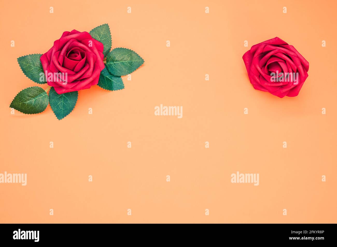 Fondo liso color naranja pastel con espacio de copia en el medio y rosas  rojas en los bordes en la parte superior Fotografía de stock - Alamy