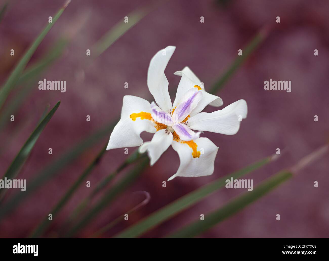 Flor de iris de hadas, Dietes grandiflora, gran iris salvaje. Foto de stock