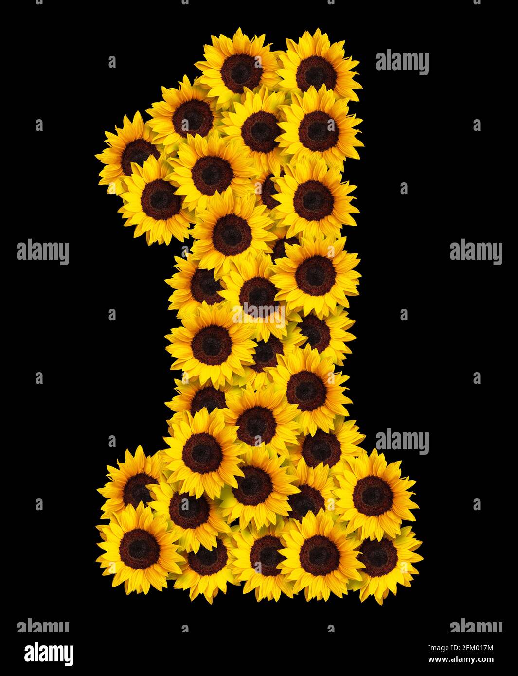 imagen del número 1 de girasoles amarillos aislados sobre fondo negro. Elemento de diseño para diseños de conceptos de amor. Ideal para el día de la madre y. Foto de stock