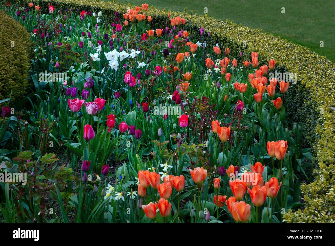 Cama de flores primaverales, Inglaterra Foto de stock
