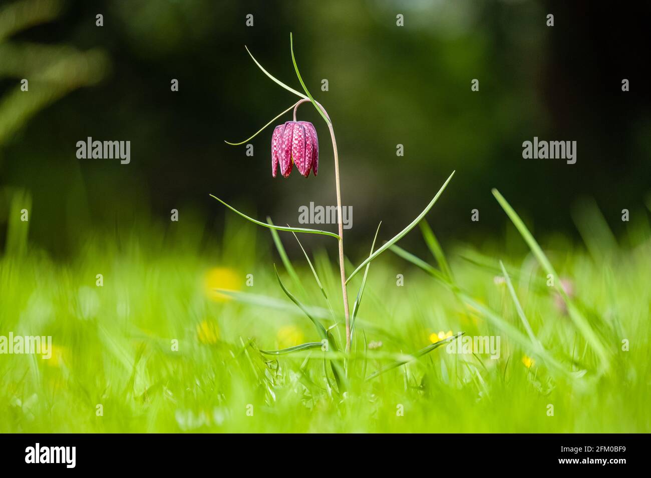 Una flor púrpura de la Cabeza de la Serpiente (Fritillaria meleagris) en flor completa en un prado. Foto de stock