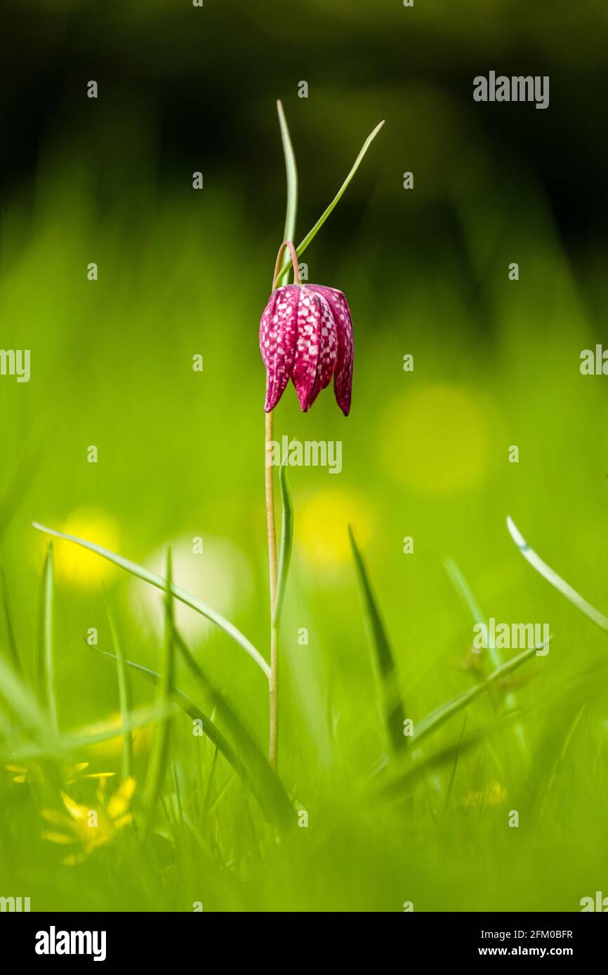 Una flor púrpura de la Cabeza de la Serpiente (Fritillaria meleagris) en flor completa en un prado. Foto de stock