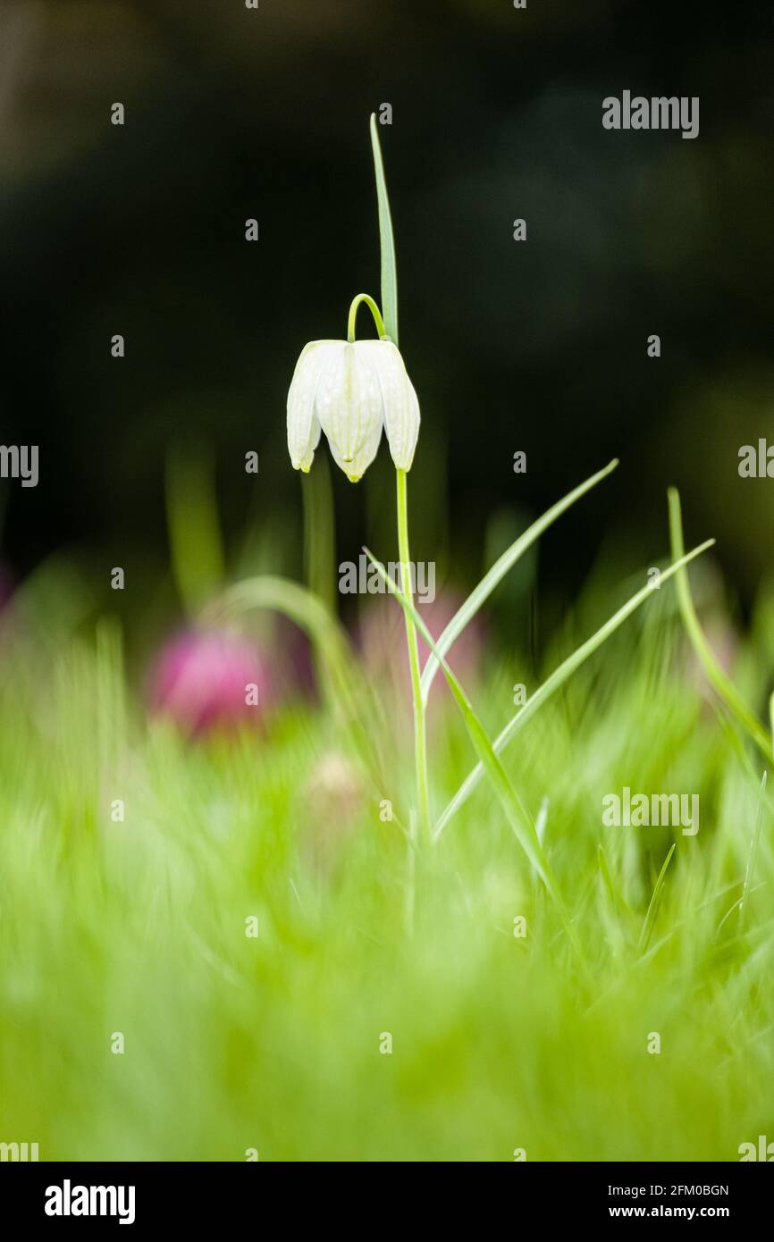 Una flor blanca de la Cabeza de la Serpiente (Fritillaria meleagris) en flor completa en un prado. Foto de stock